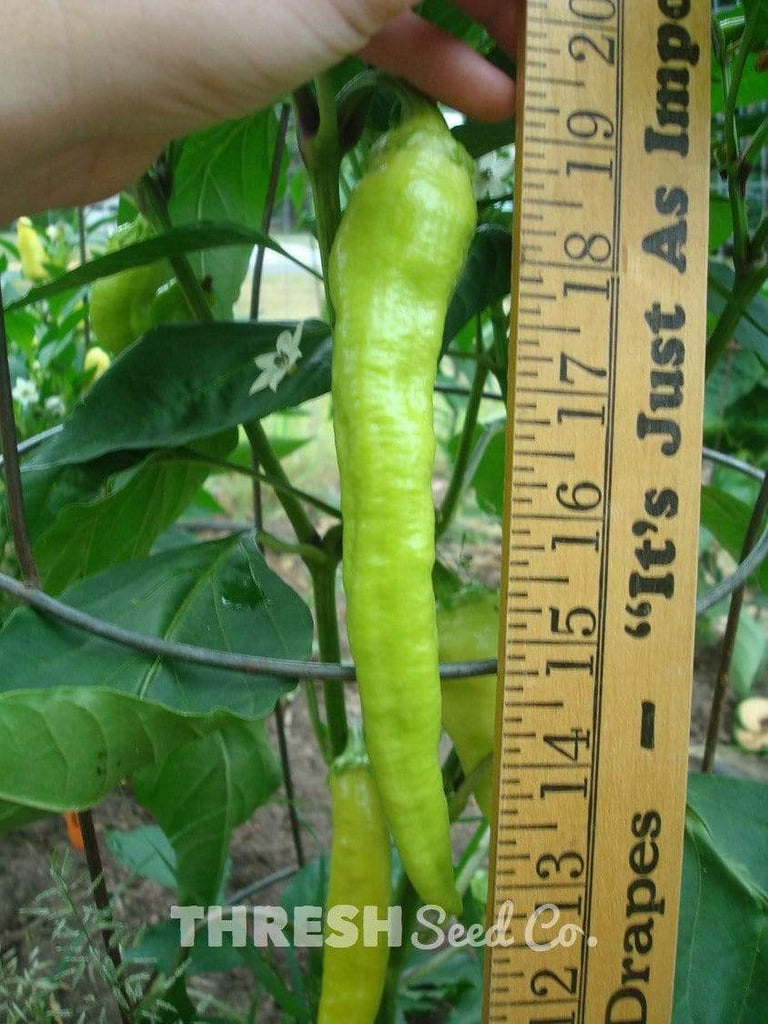 Yalova Banana aka "Carliston" Pepper measurement
