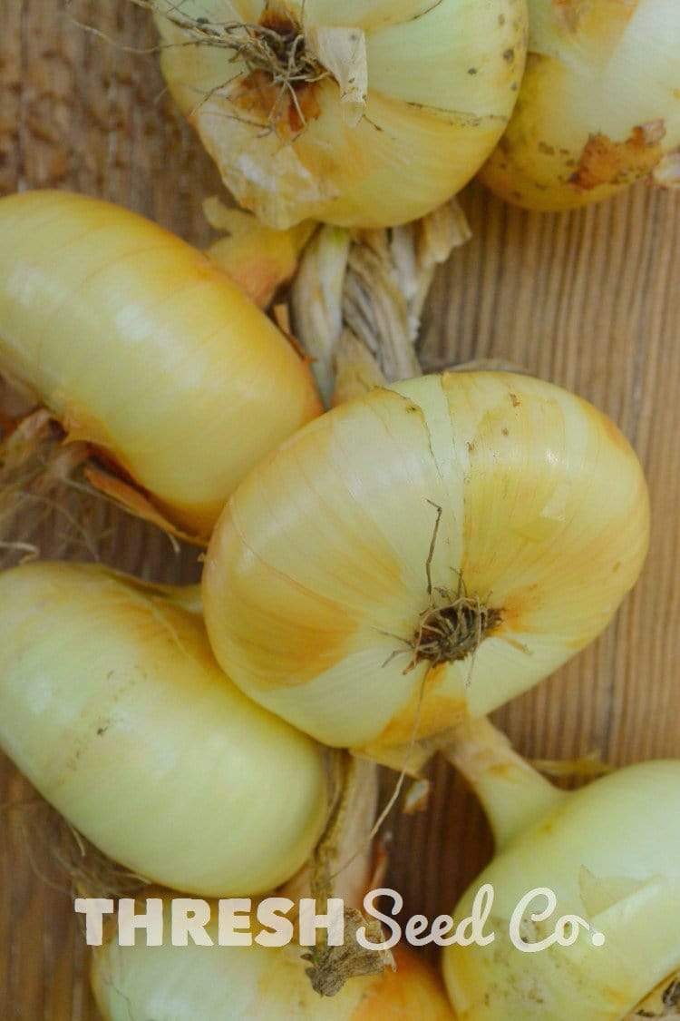 Yellow Cipollini Onion Seeds