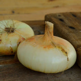 Yellow Cipollini Onion Seeds