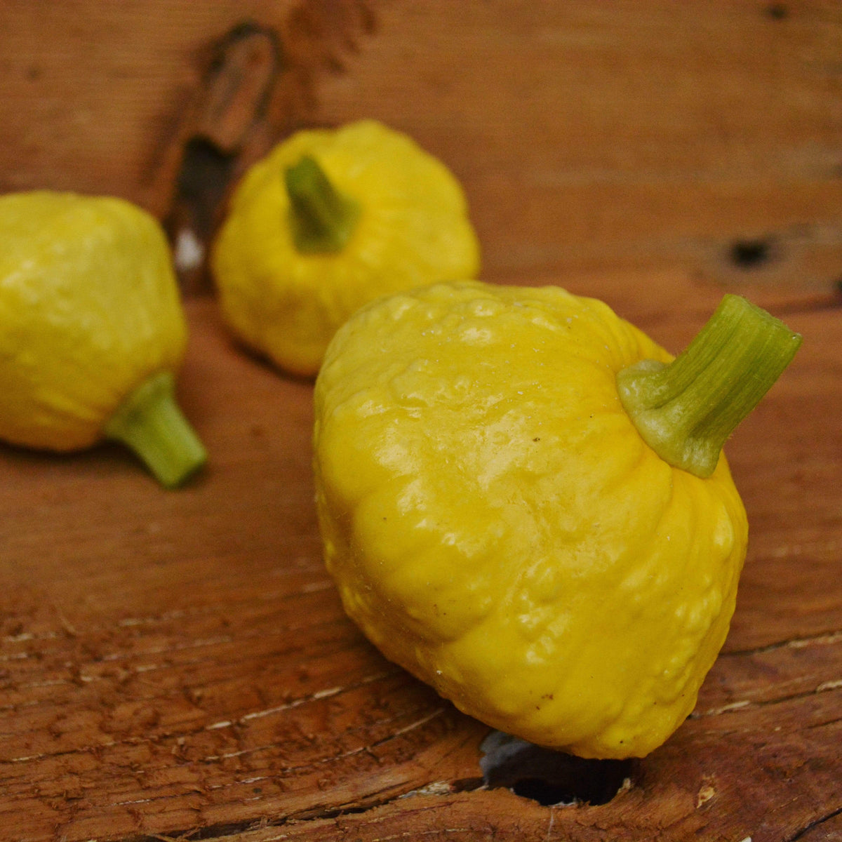 Yellow Scalloped Bush Summer Squash