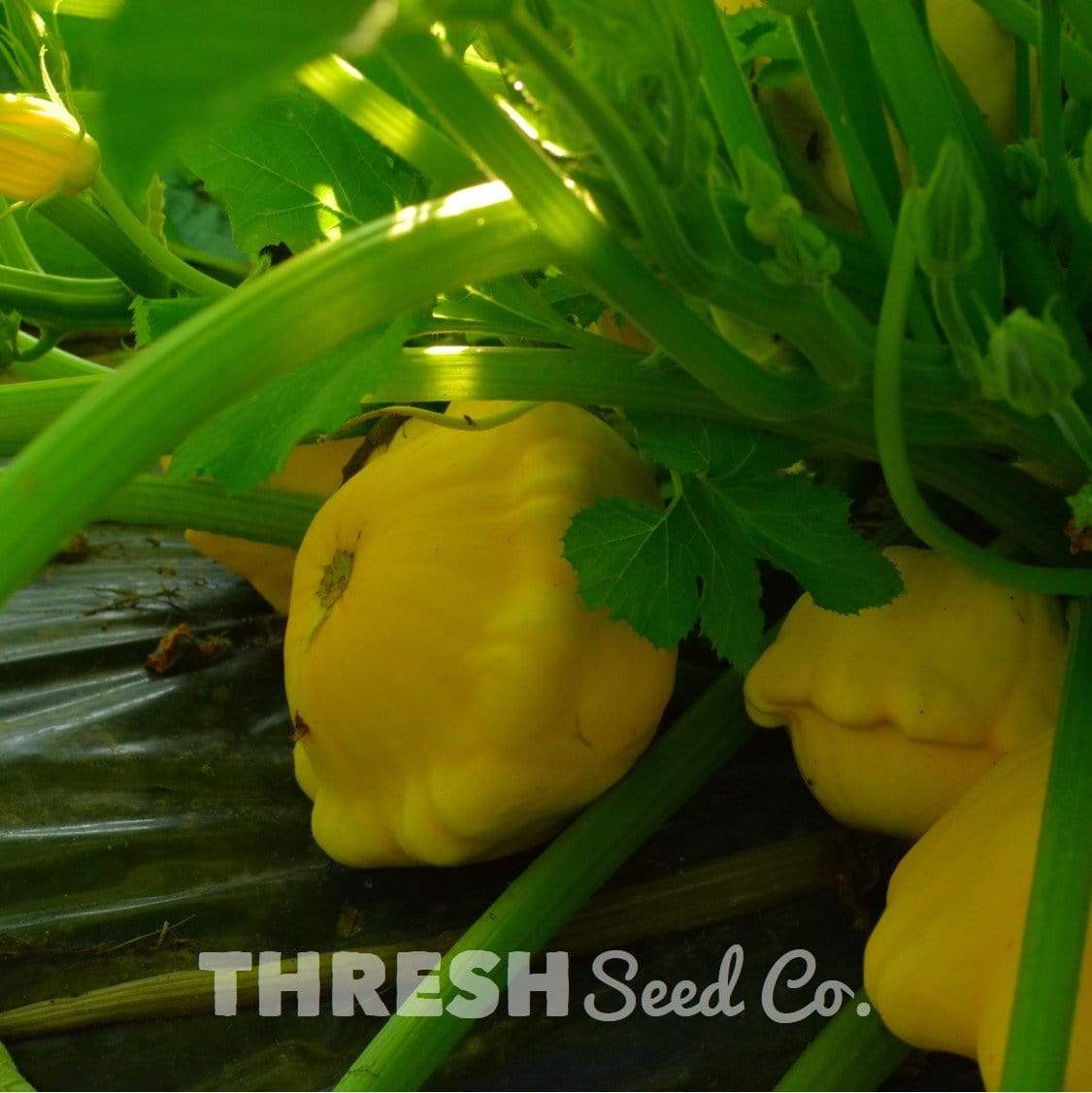 Yellow Scalloped Bush Summer Squash