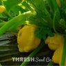 Yellow Scalloped Bush Summer Squash