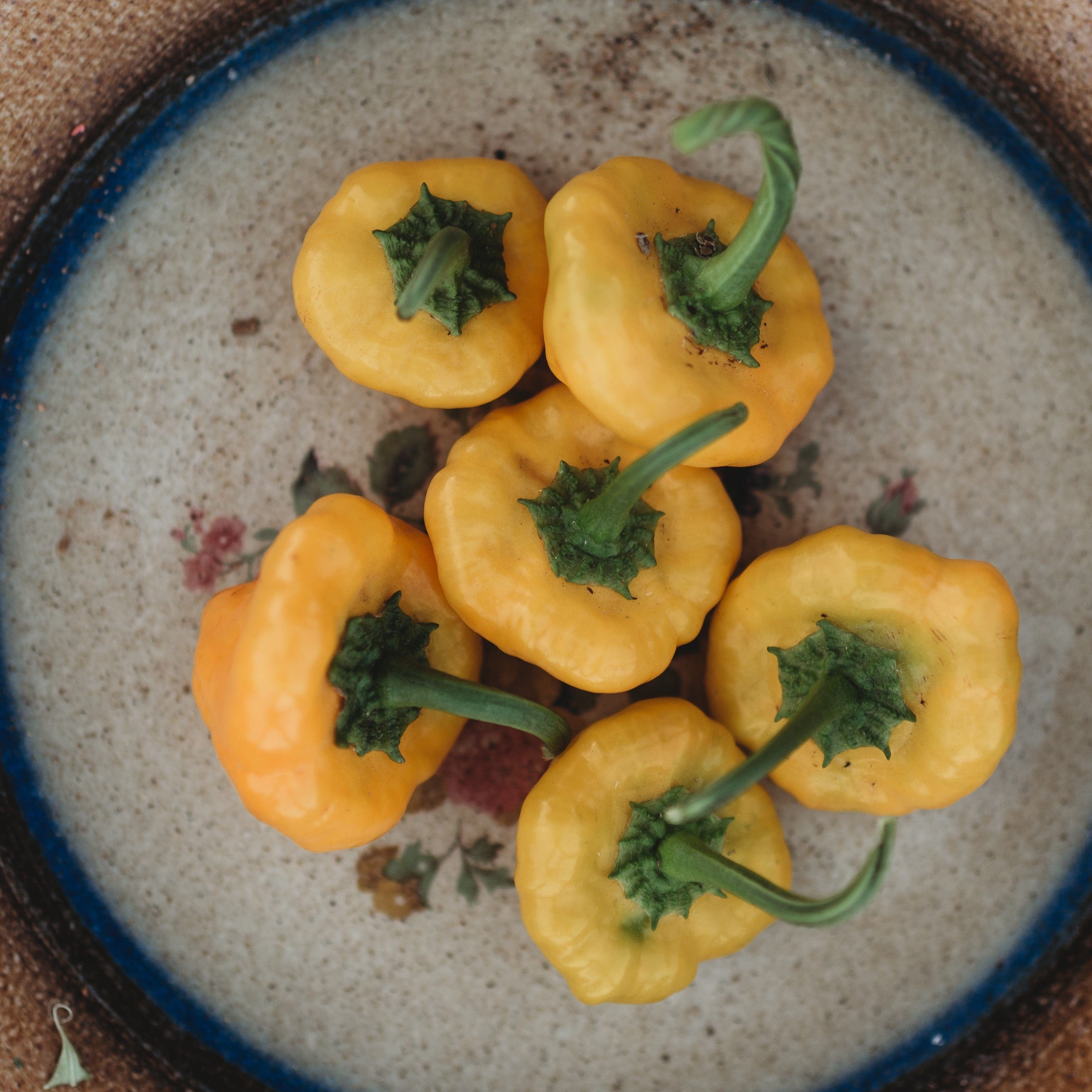 Yellow Scotch Bonnet Pepper Seeds – Heirloom, Open-Pollinated – 250mg Packet (~50 Seeds)